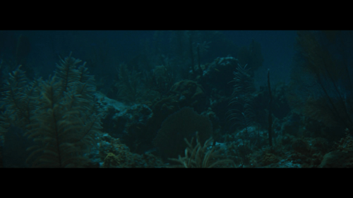 Beneath the 12 Mile Reef