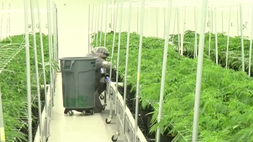 President Trump Reschedules Marijuana from 1 to 3