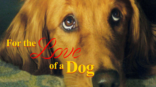 For The Love Of A Dog